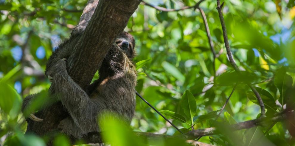 Panamá: Un Deslumbrante Epicentro de Biodiversidad