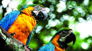 Maravillas del Istmo: La Fauna Única de Panamá